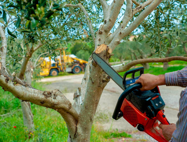 Residential Tree Removal in Glencoe, AL